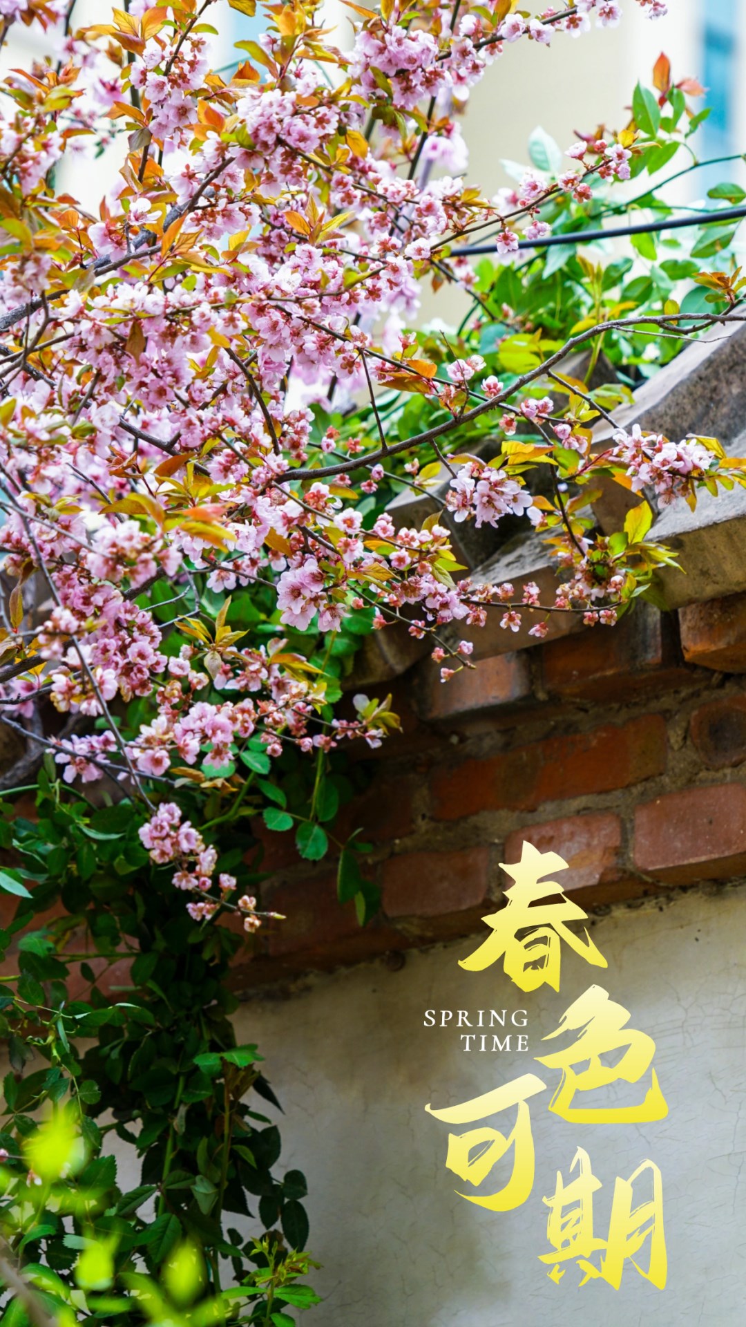 繁花似錦綻校園，核檢護(hù)航保平安