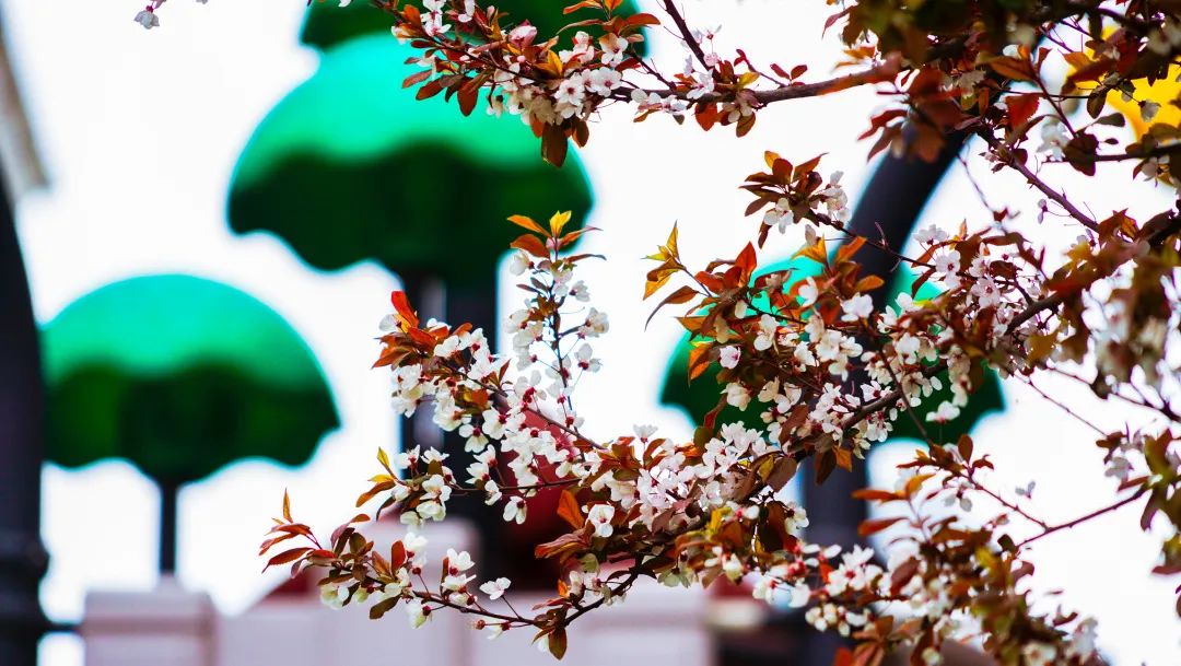 繁花似錦綻校園，核檢護(hù)航保平安