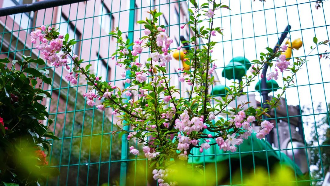 繁花似錦綻校園，核檢護(hù)航保平安