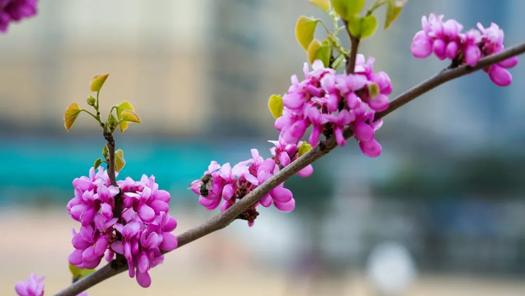 繁花似錦綻校園，核檢護(hù)航保平安