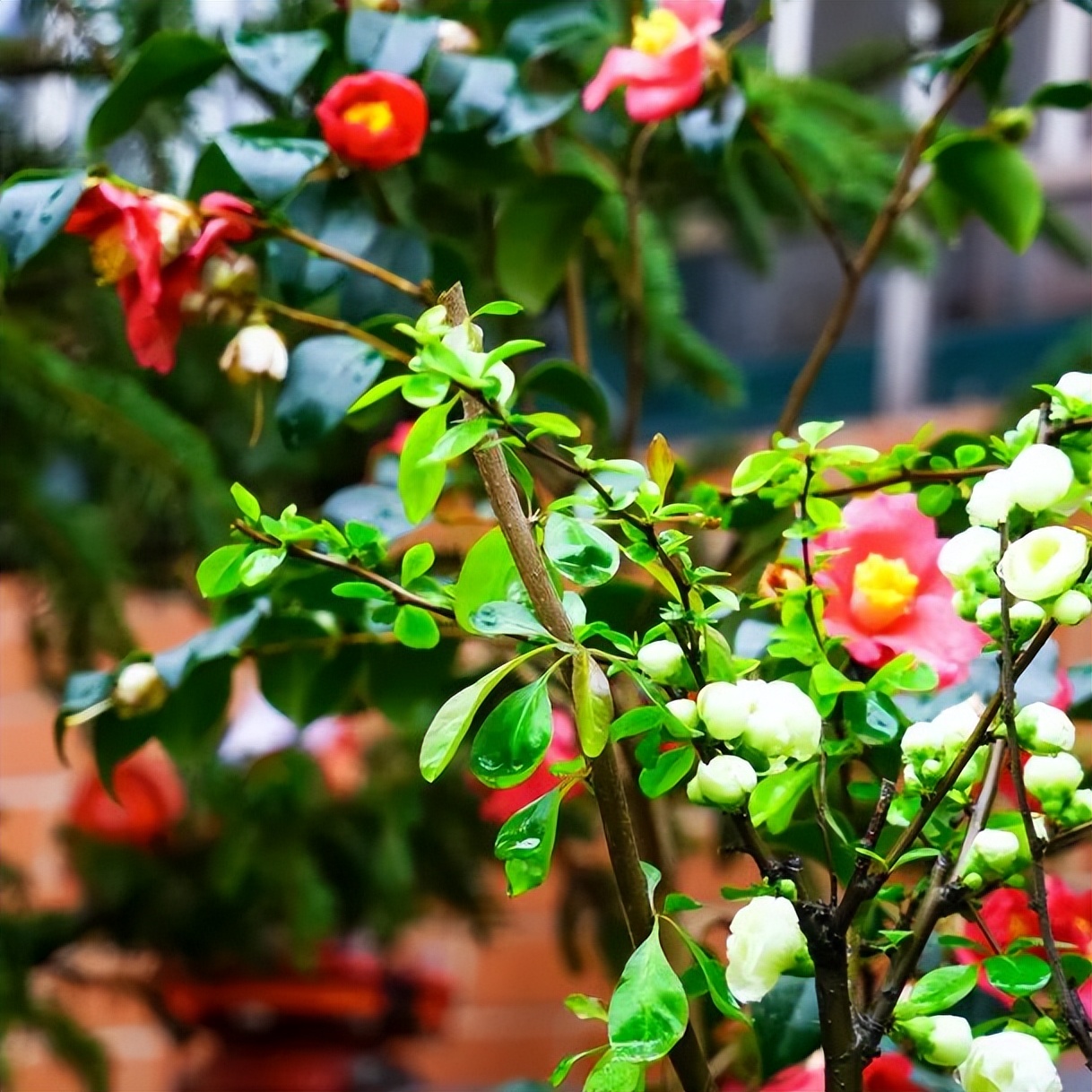 繁花似錦綻校園，核檢護(hù)航保平安