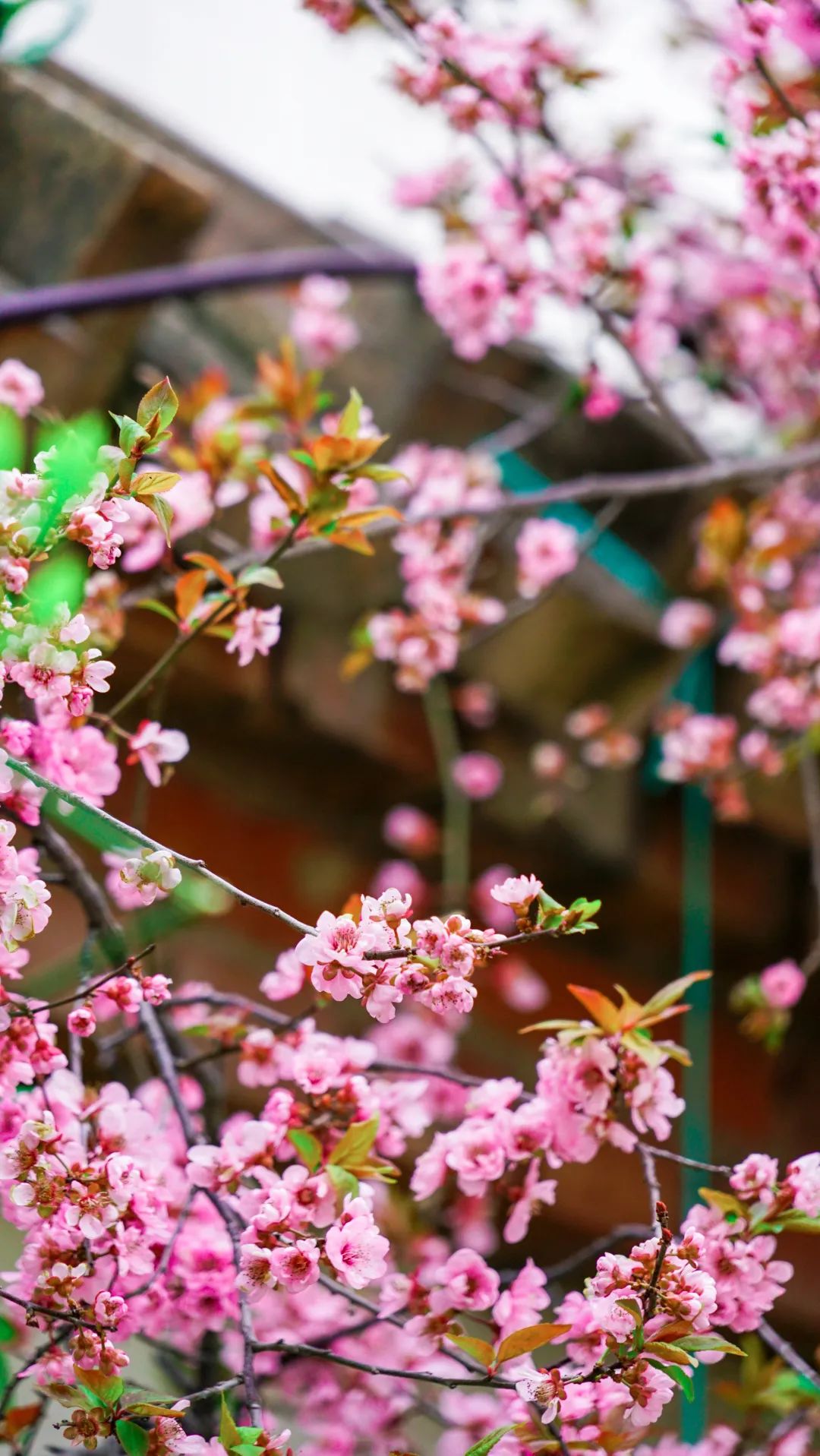 繁花似錦綻校園，核檢護(hù)航保平安